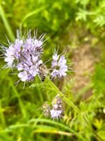 Vasarinis medus (Vidutinio tamsumo) - 1kg - Image 3