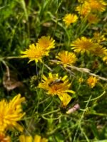 Rudeninis medus (Tamsiausias) - 1kg - Image 4