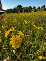 Rudeninis medus (Tamsiausias) - 1kg - Image 2