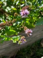 Rudeninis medus (Tamsiausias) - 1kg - Image 3