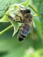 Grikių medus - 1kg - Image 2