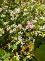 Grikių medus - 1kg - Image 3