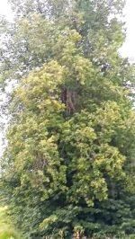 Liepų medus (Vidutinio tamsumo) - 1kg - Image 5