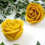 žvakė žydinti rožė