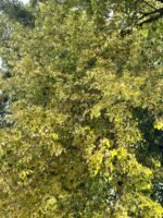 Liepų medus (Vidutinio tamsumo) - 1kg - Image 2